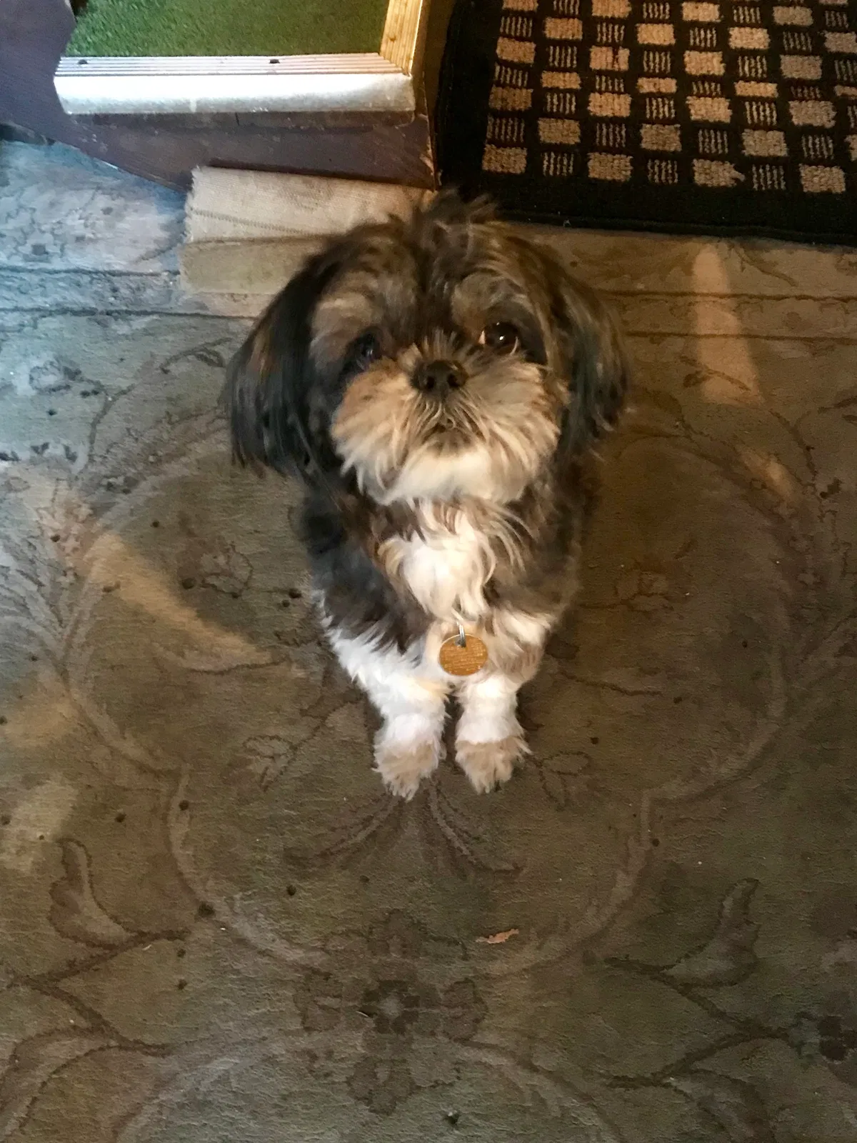 Lost dog in Sacramento, CA, 95824