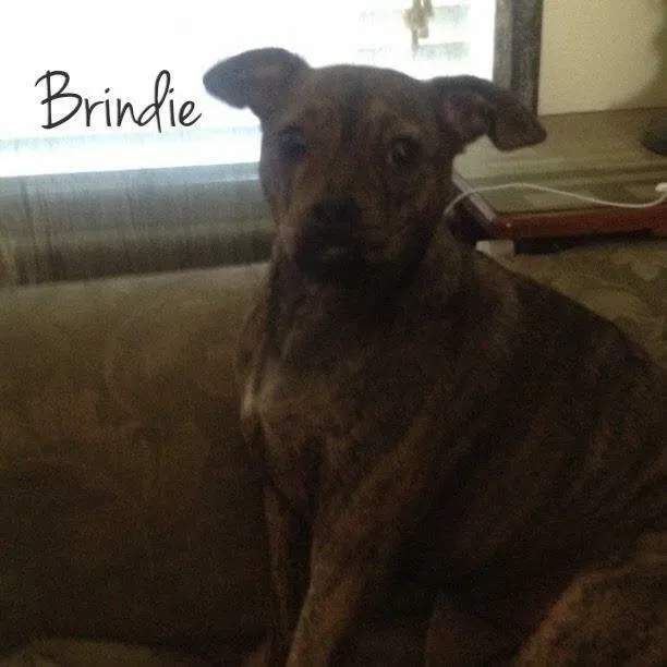 Lost dog in Robertsville, MO, 63072