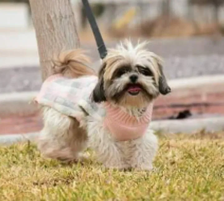 Lost dog in West Sacramento, CA, 95691