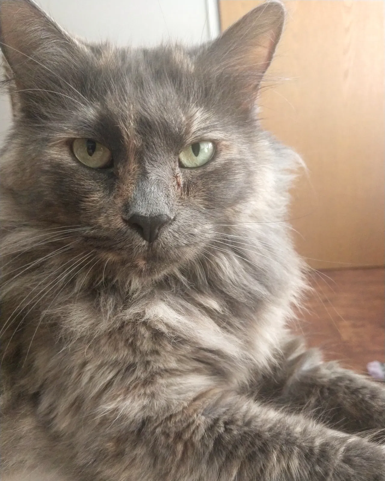 Lost cat in Columbus, OH, 43203