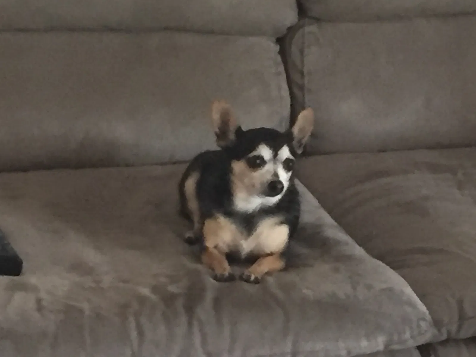 Lost dog in Port Saint Lucie, FL, 34953