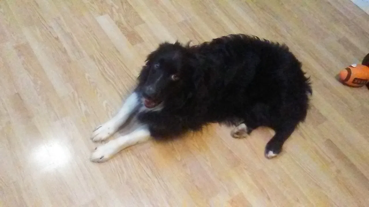 Lost dog in Vienna, OH, 44473