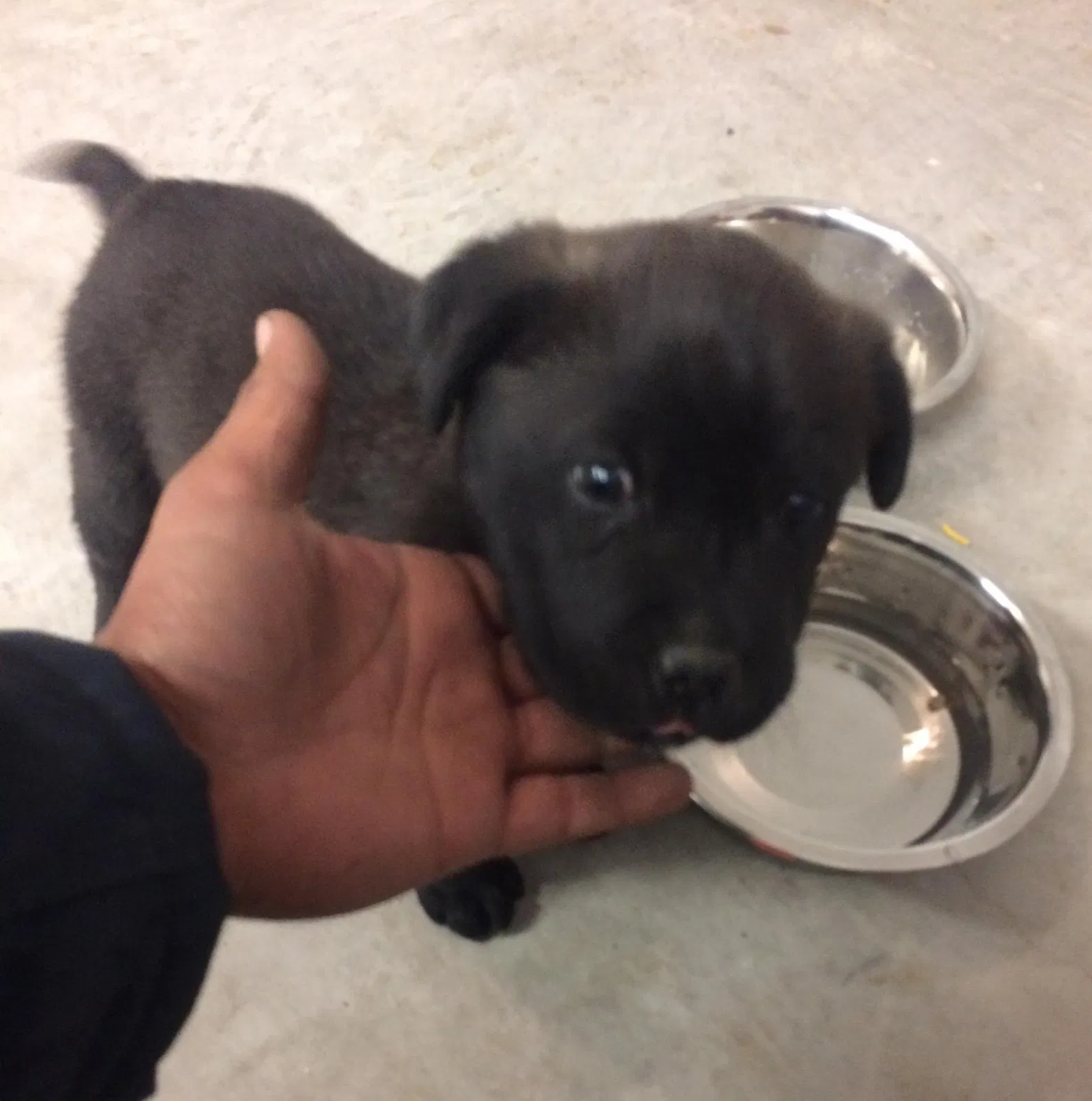 Lost dog in El Paso, TX, 79938