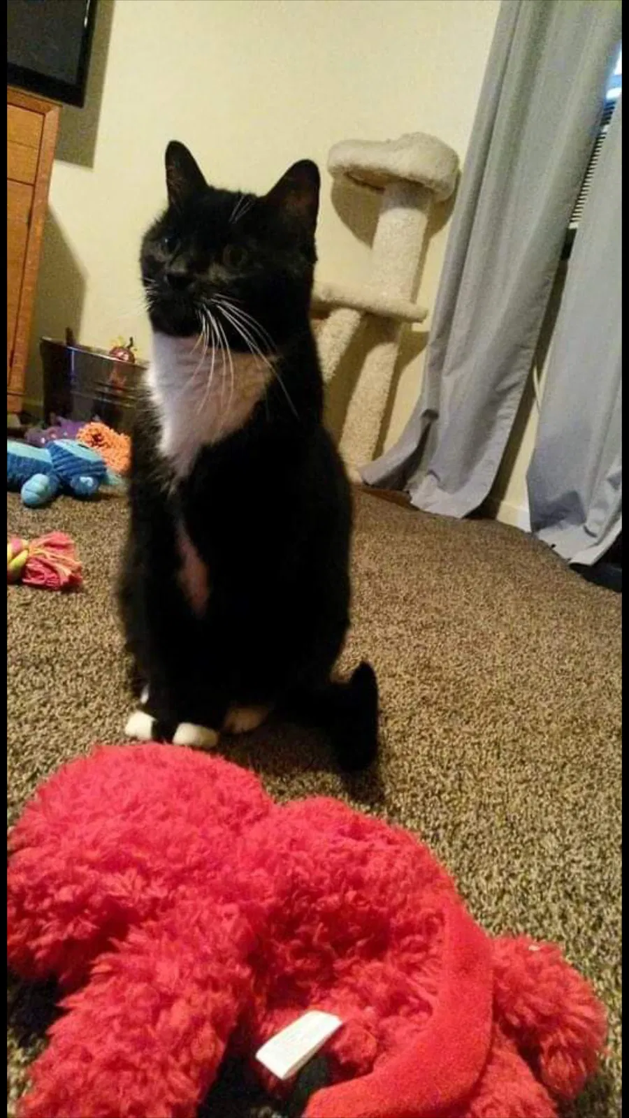 Lost cat in Portland, OR, 97211