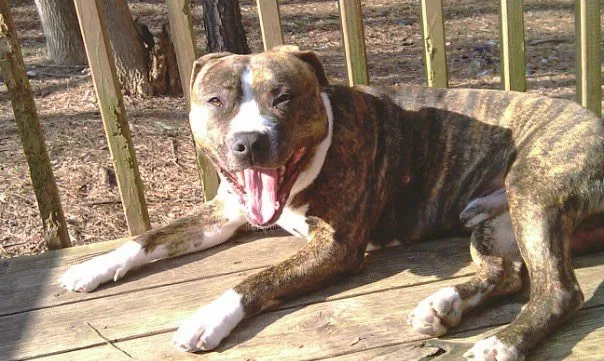 Lost dog in Lawrenceville, GA, 30044
