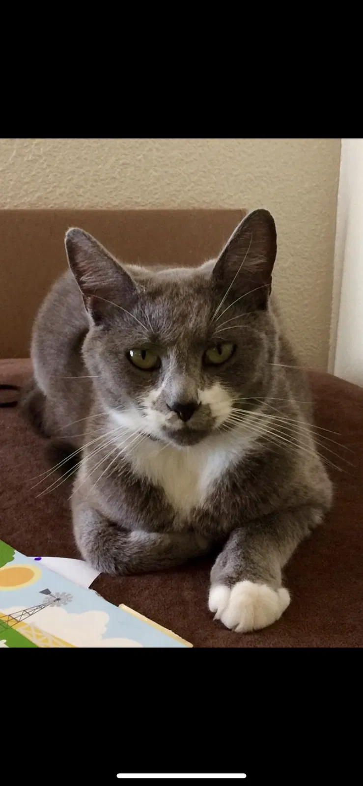 Lost cat in Sacramento, CA, 95833