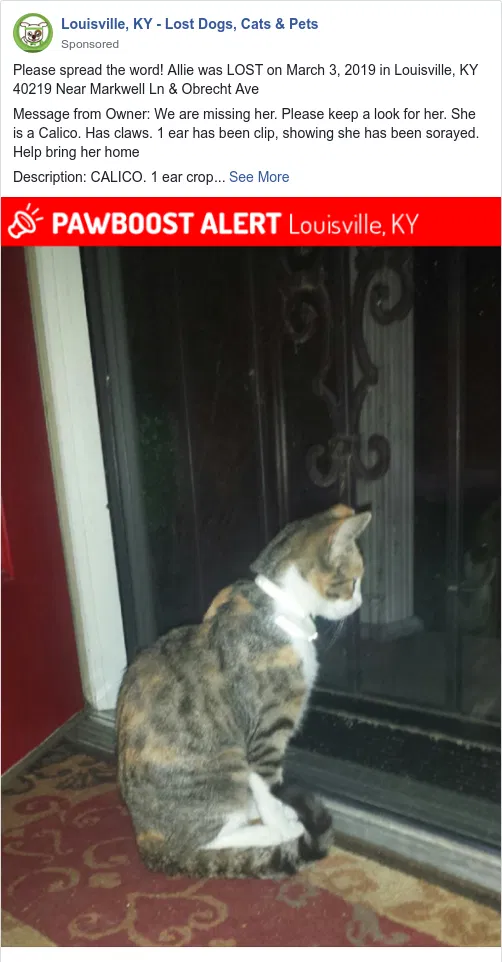 Lost cat in Louisville, KY, 40219