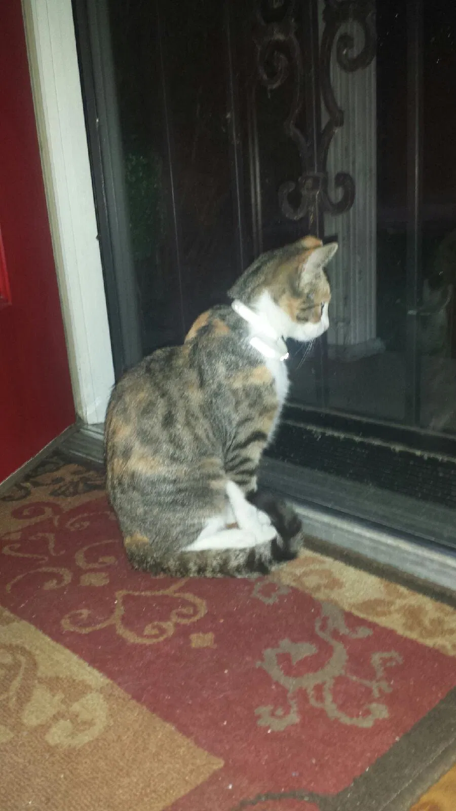Lost cat in Louisville, KY, 40219