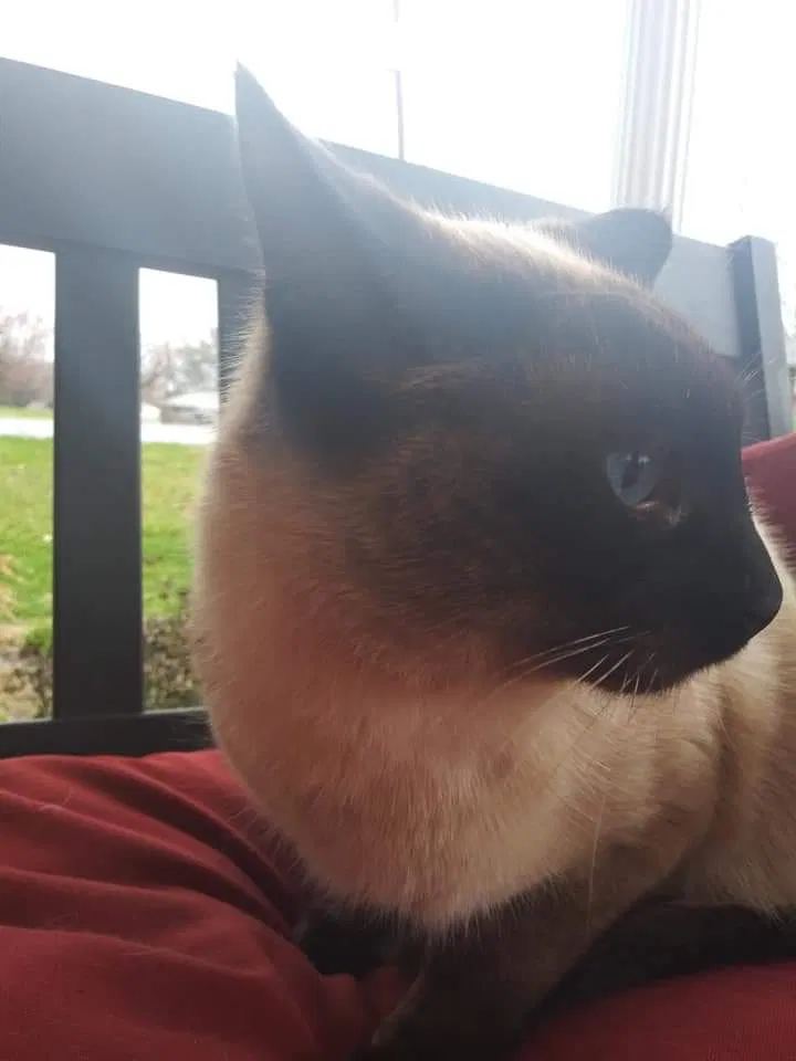 Lost cat in Kingsport, TN, 37664