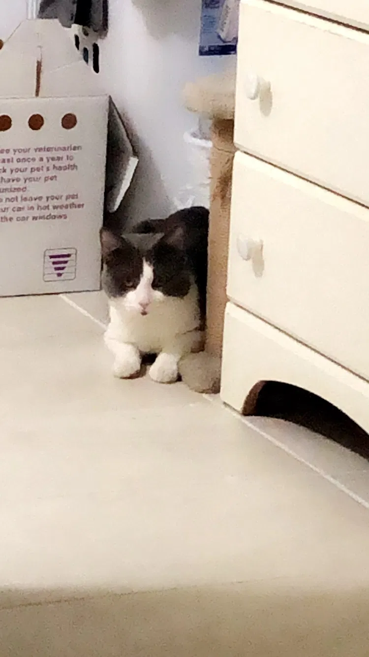 Lost cat in Elmont, NY, 11003