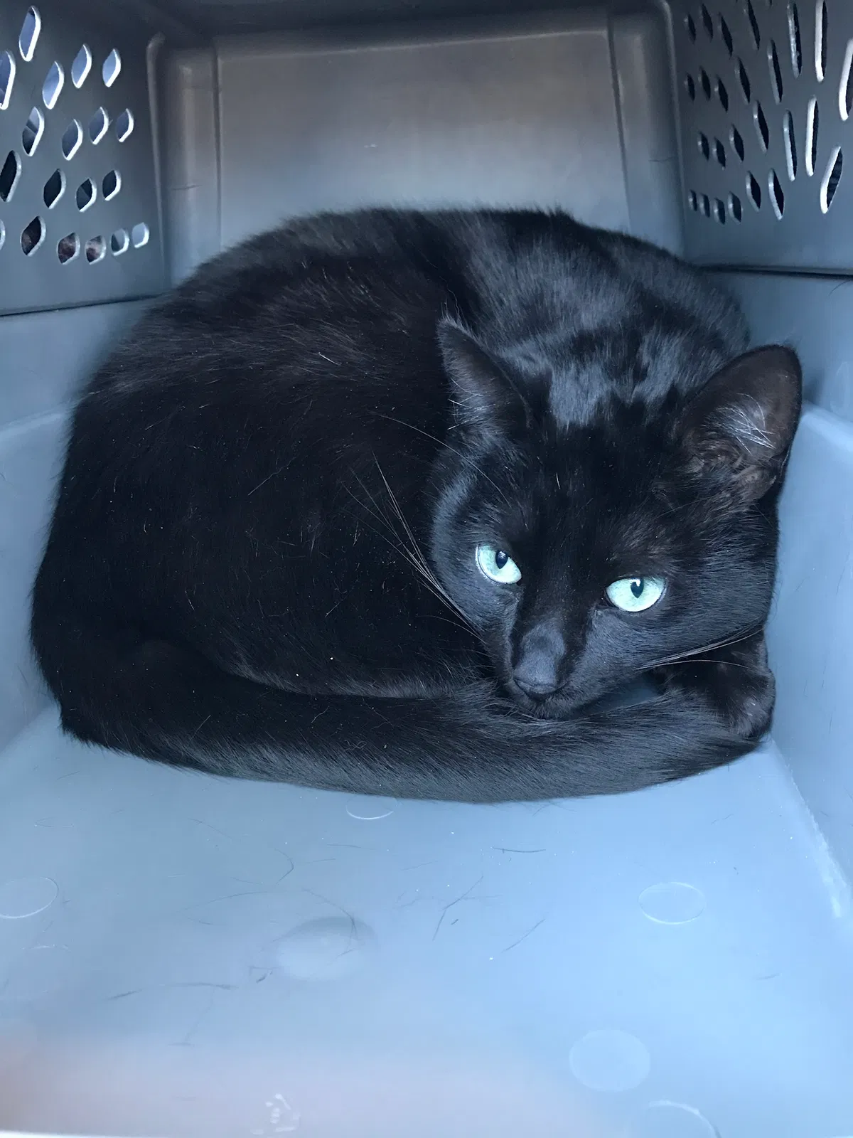 Lost cat in Sun City, CA, 92585