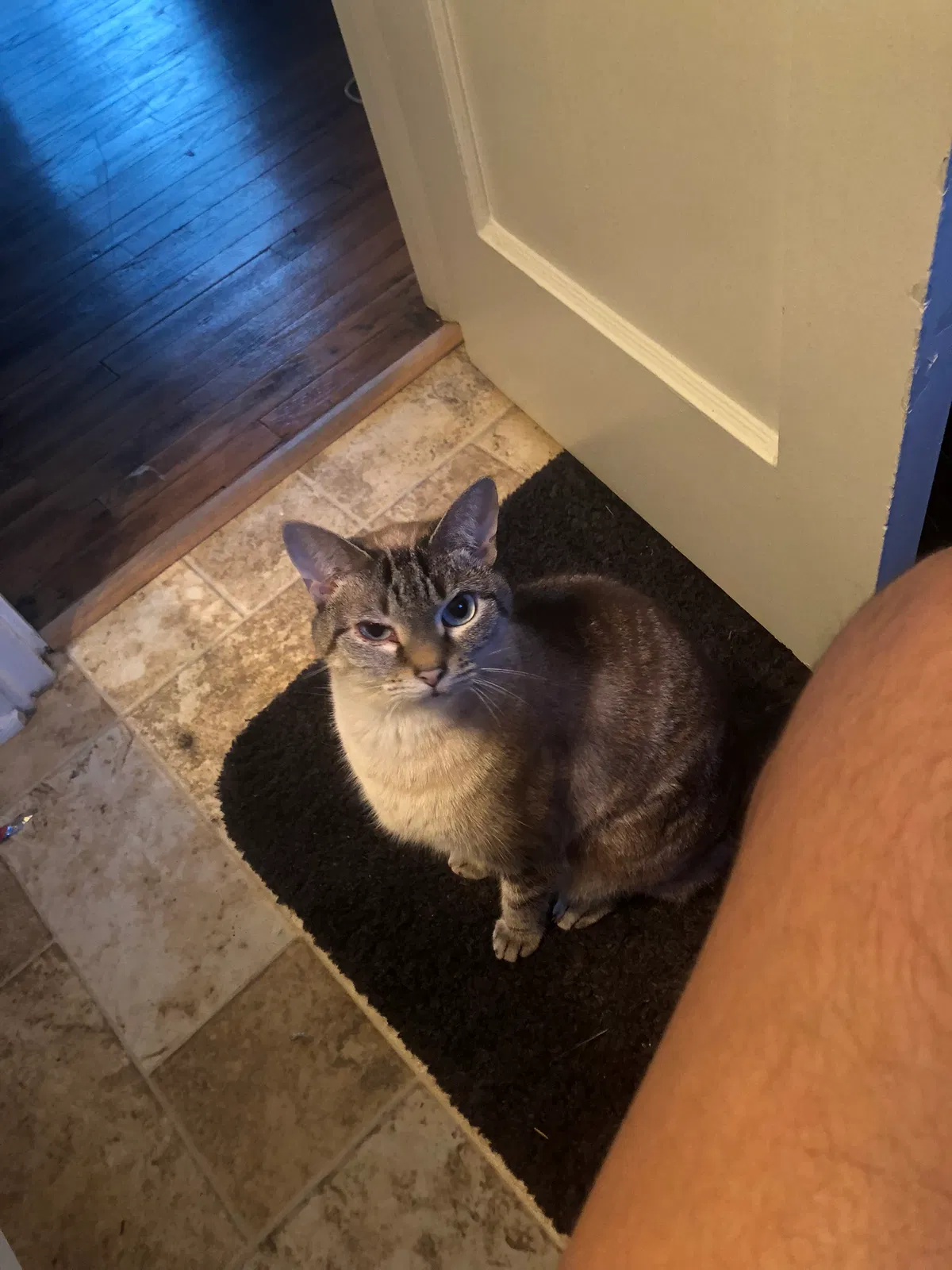 Lost cat in Asheville, NC, 28801