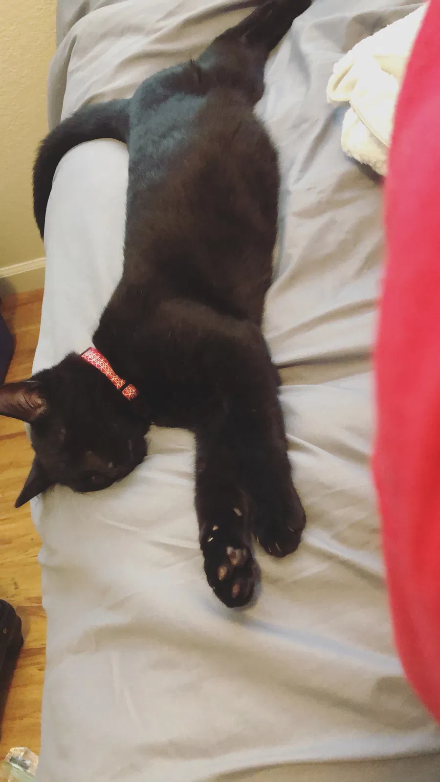 Lost cat in Citrus Heights, CA, 95621