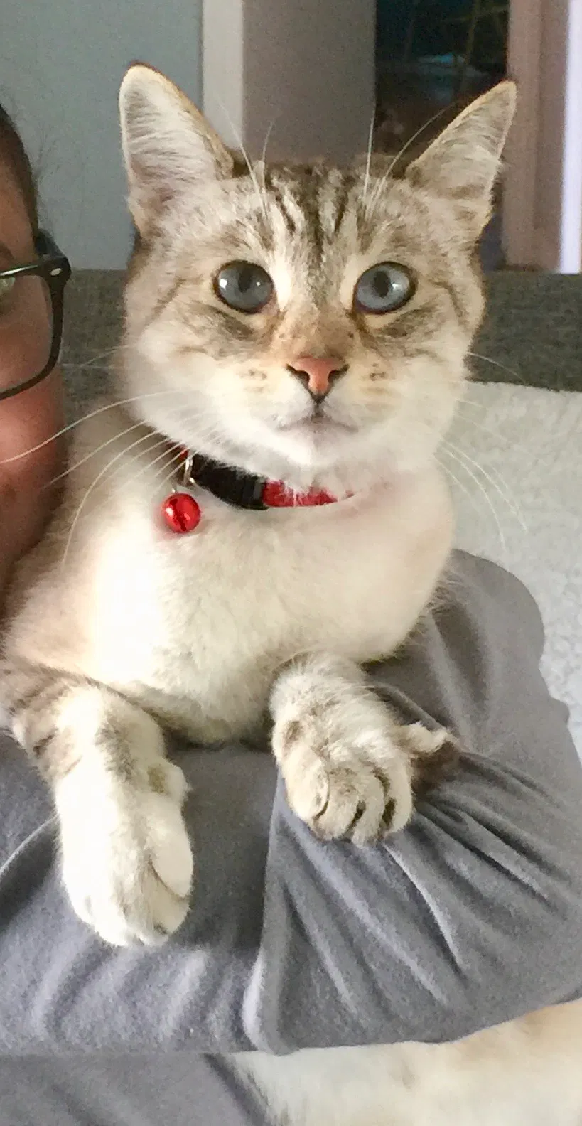 Lost cat in Lakewood, CA, 90712
