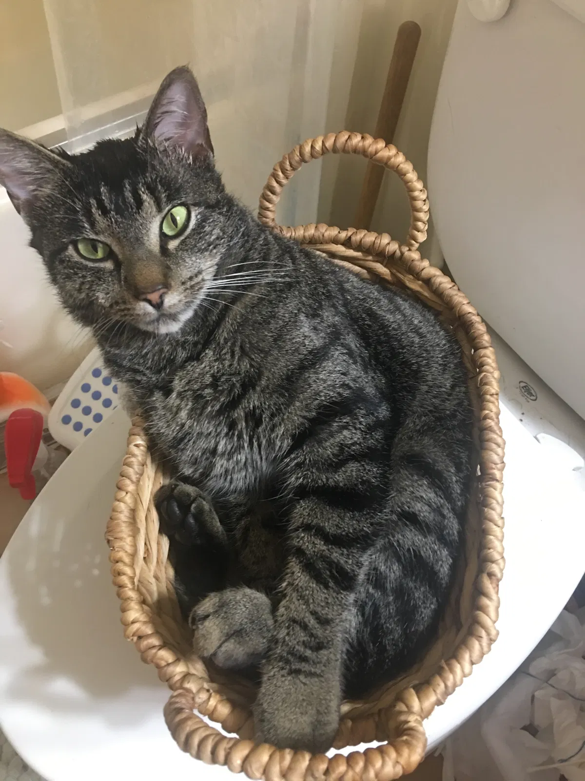 Lost cat in Marietta, GA, 30066