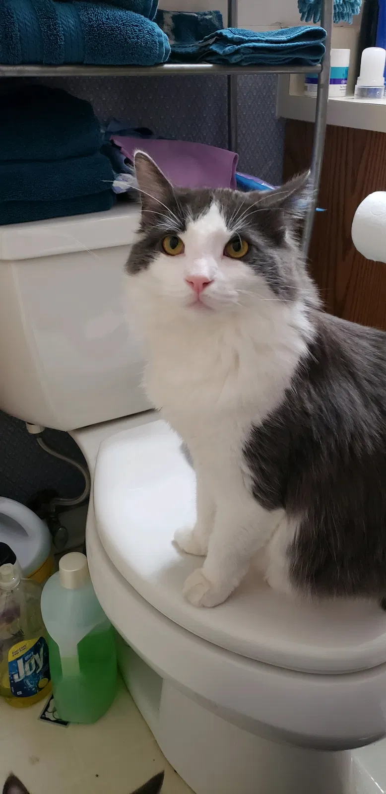 Lost cat in Taylors, SC, 29687