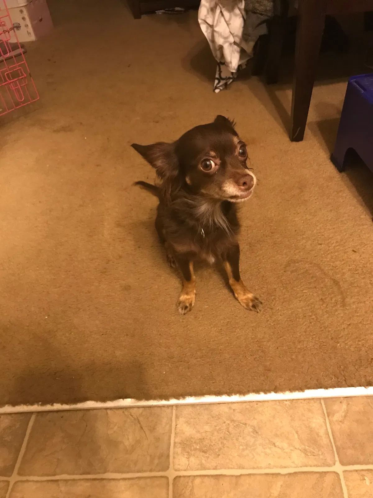 Lost dog in Gastonia, NC, 28054