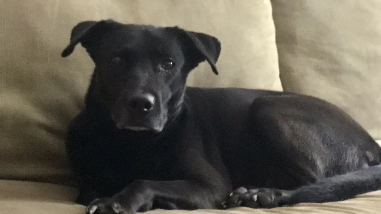 Lost dog in Long Beach, CA, 90807