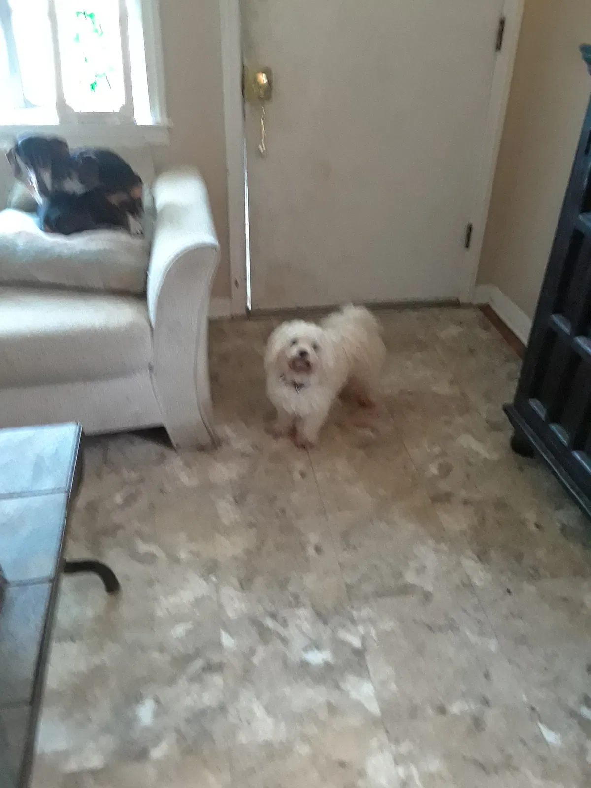 Found dog in Mobile, AL, 36605