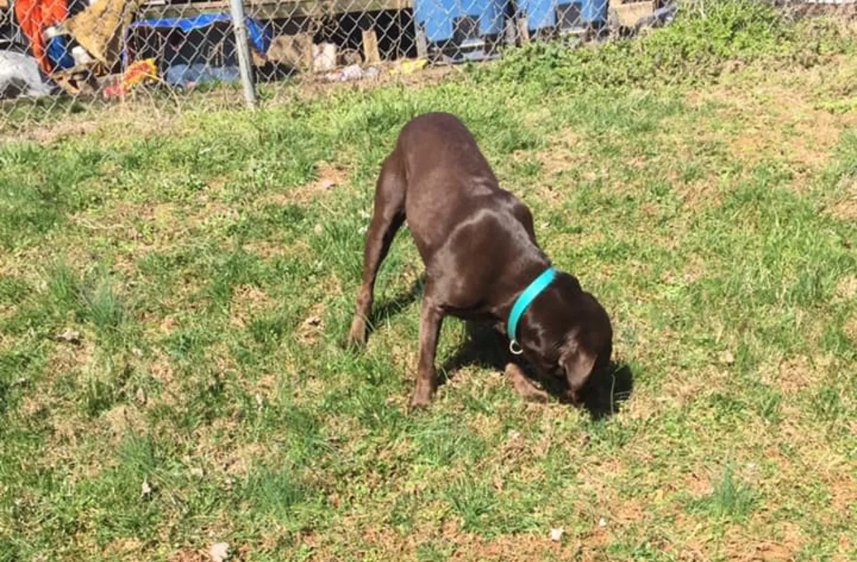 Lost dog in Hiddenite, NC, 28636