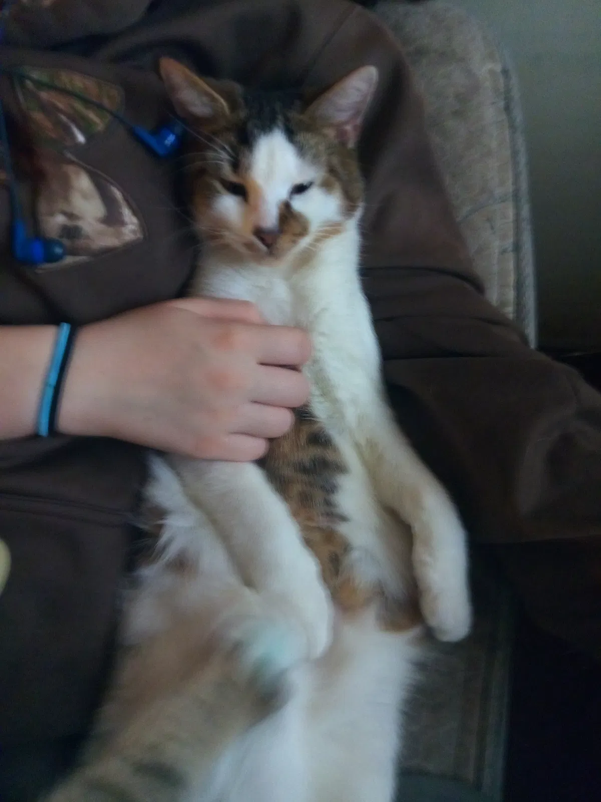 Lost cat in Dunnellon, FL, 34433