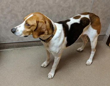 Lost dog in Lansdale, PA, 19446