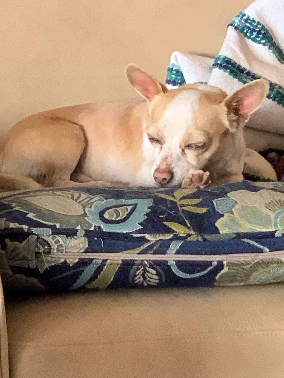 Found dog in Scottsdale, AZ, 85250