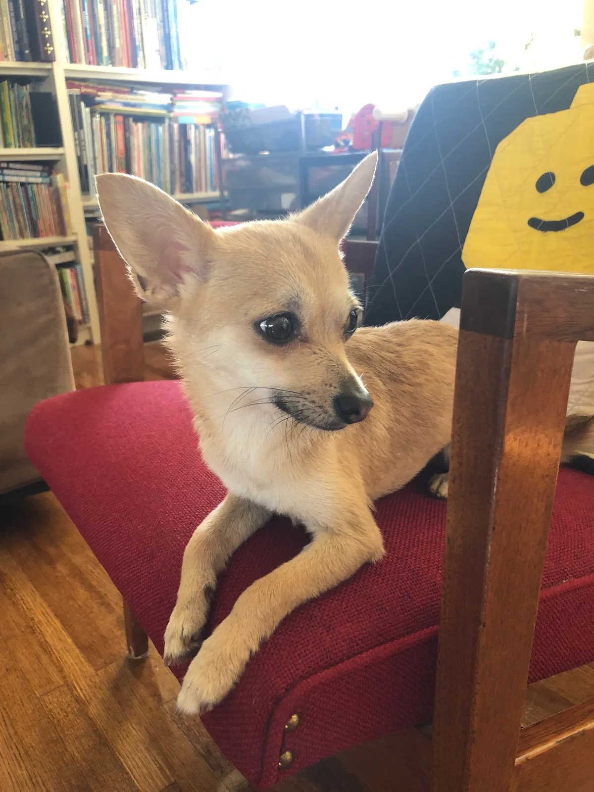 Found dog in Los Angeles, CA, 90043