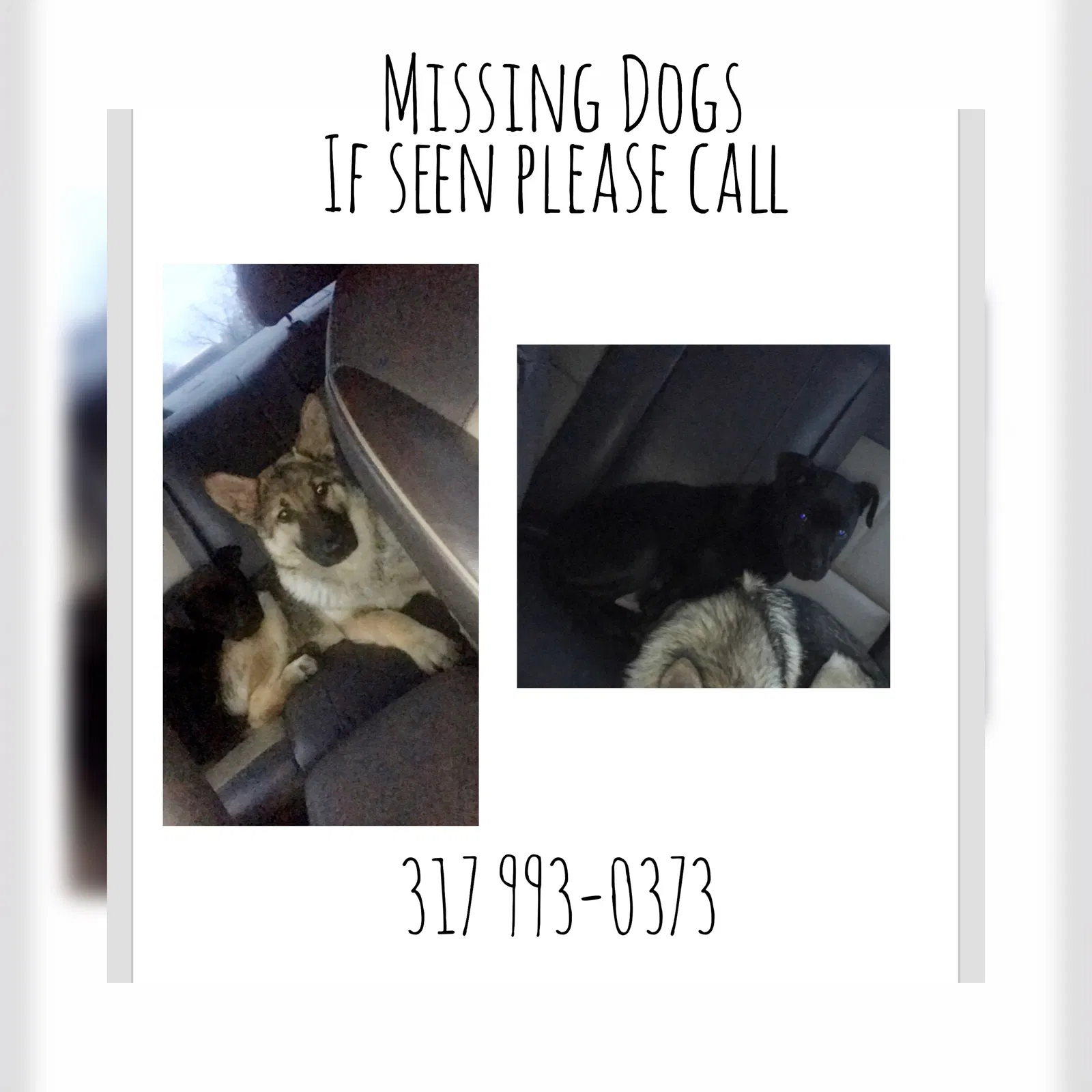 Lost dog in Indianapolis, IN, 46218