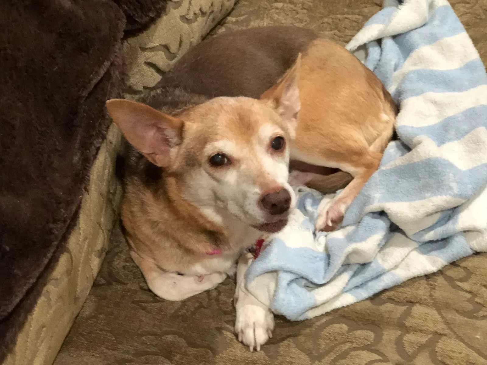 Found dog in Mobile, AL, 36604