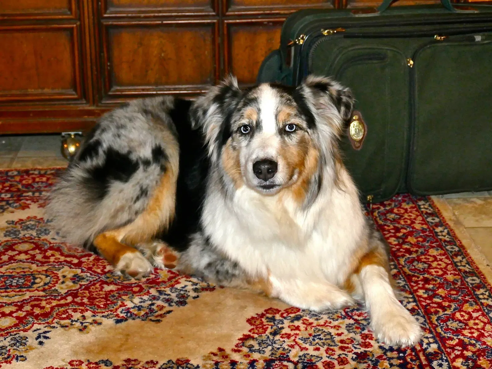 Lost dog in Bloomfield Hills, MI, 48304