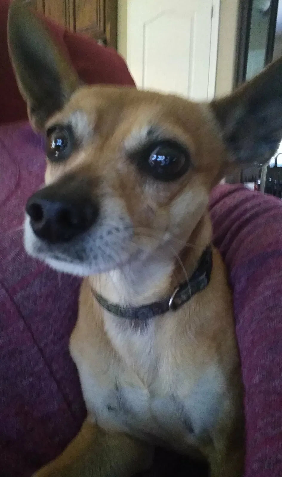 Found dog in Glendale, AZ, 85308