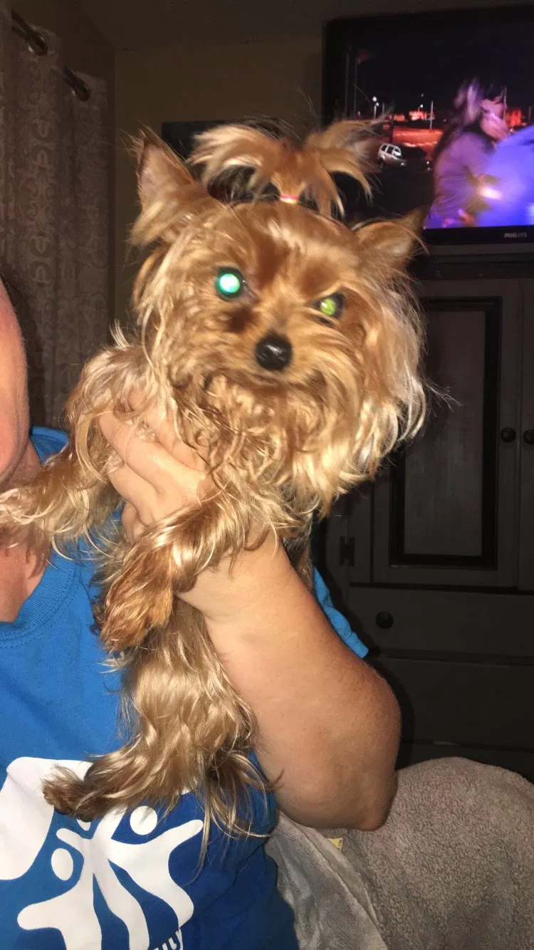 Lost dog in Rock Hill, SC, 29732