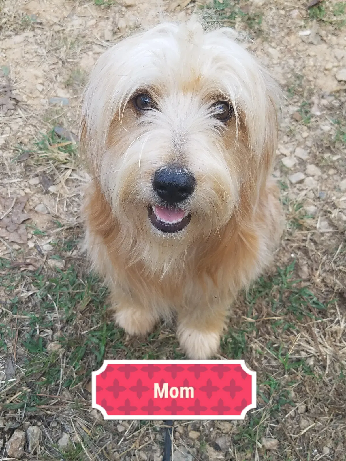 Lost dog in Hogansville, GA, 30230