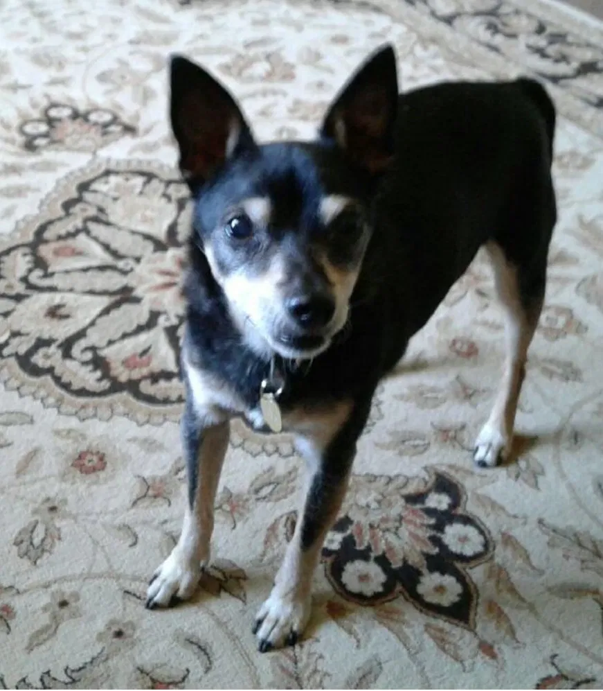 Lost dog in Gilroy, CA, 95020