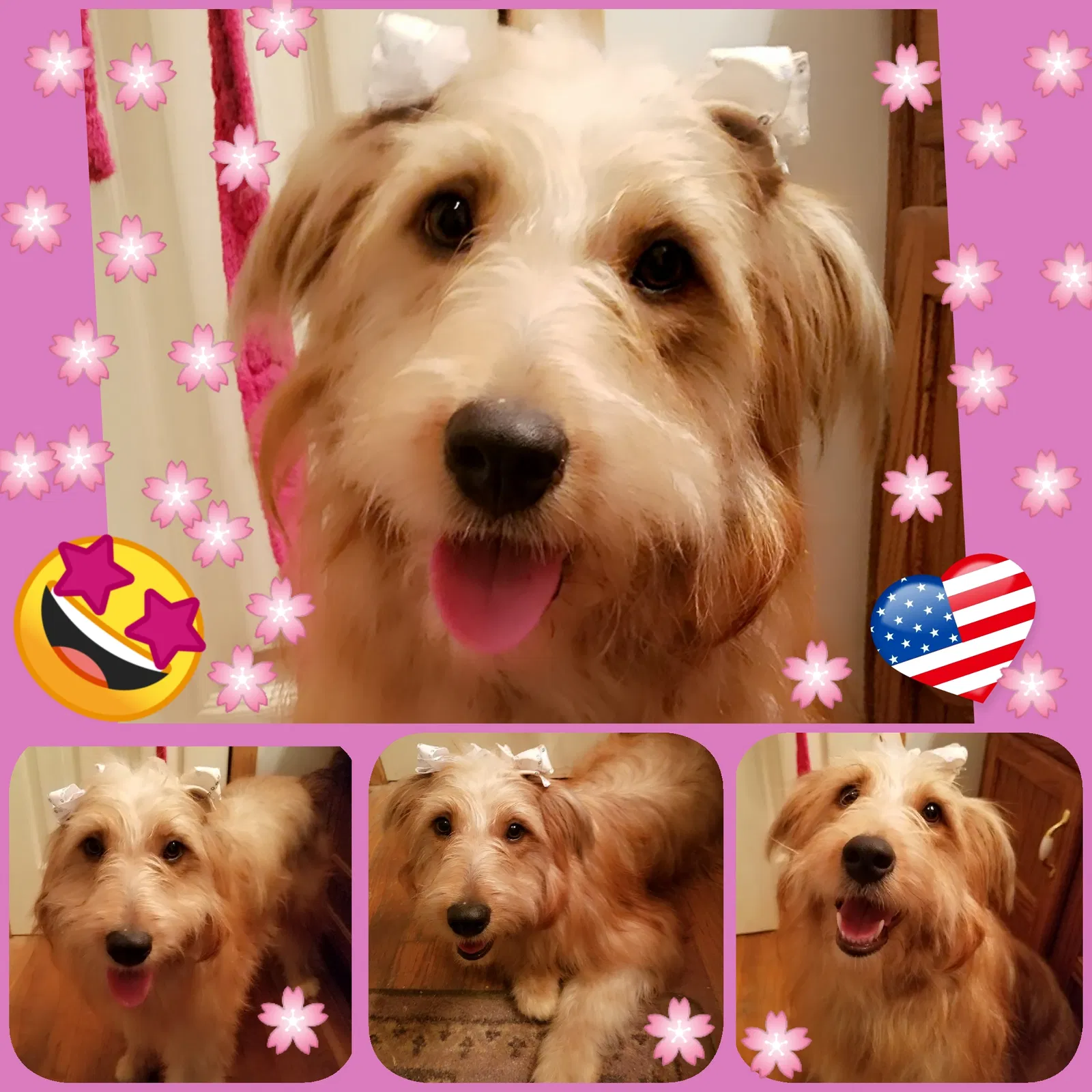 Lost dog in Hogansville, GA, 30230