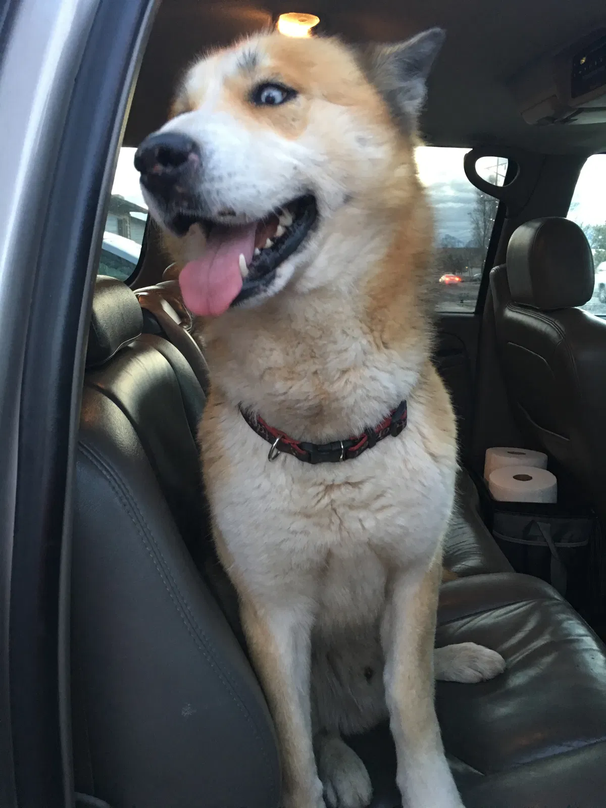 Found dog in Salt Lake City, UT, 84120
