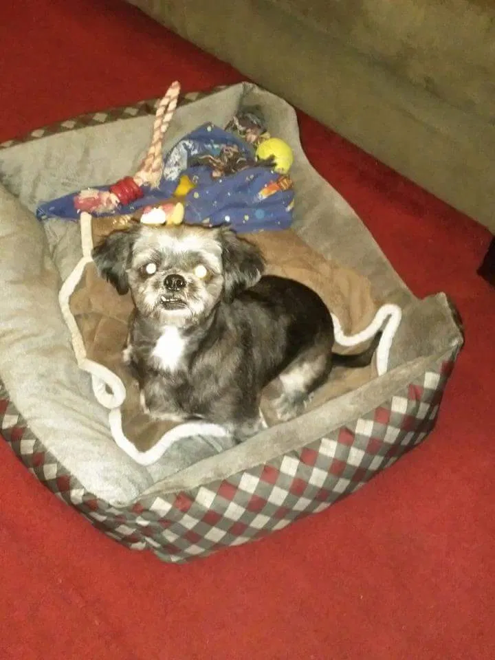 Lost dog in Detroit, MI, 48238