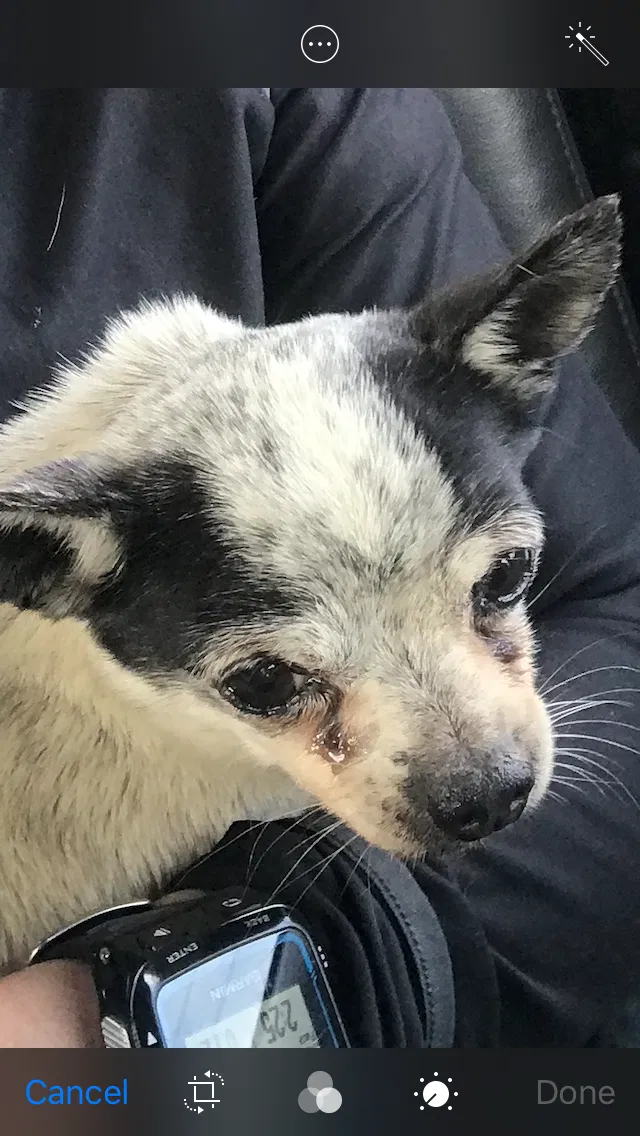 Found dog in Carrollton, TX, 75007