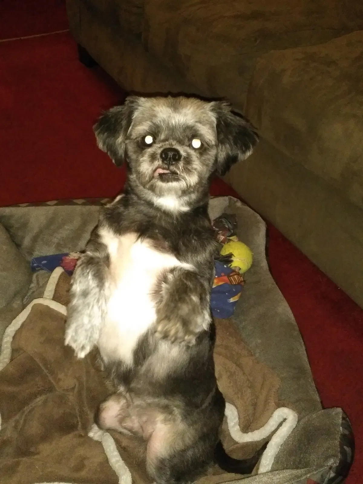 Lost dog in Detroit, MI, 48238
