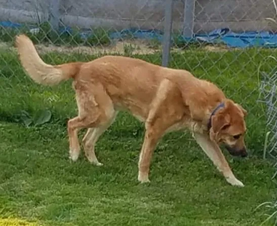 Lost dog in Holland, OH, 43528