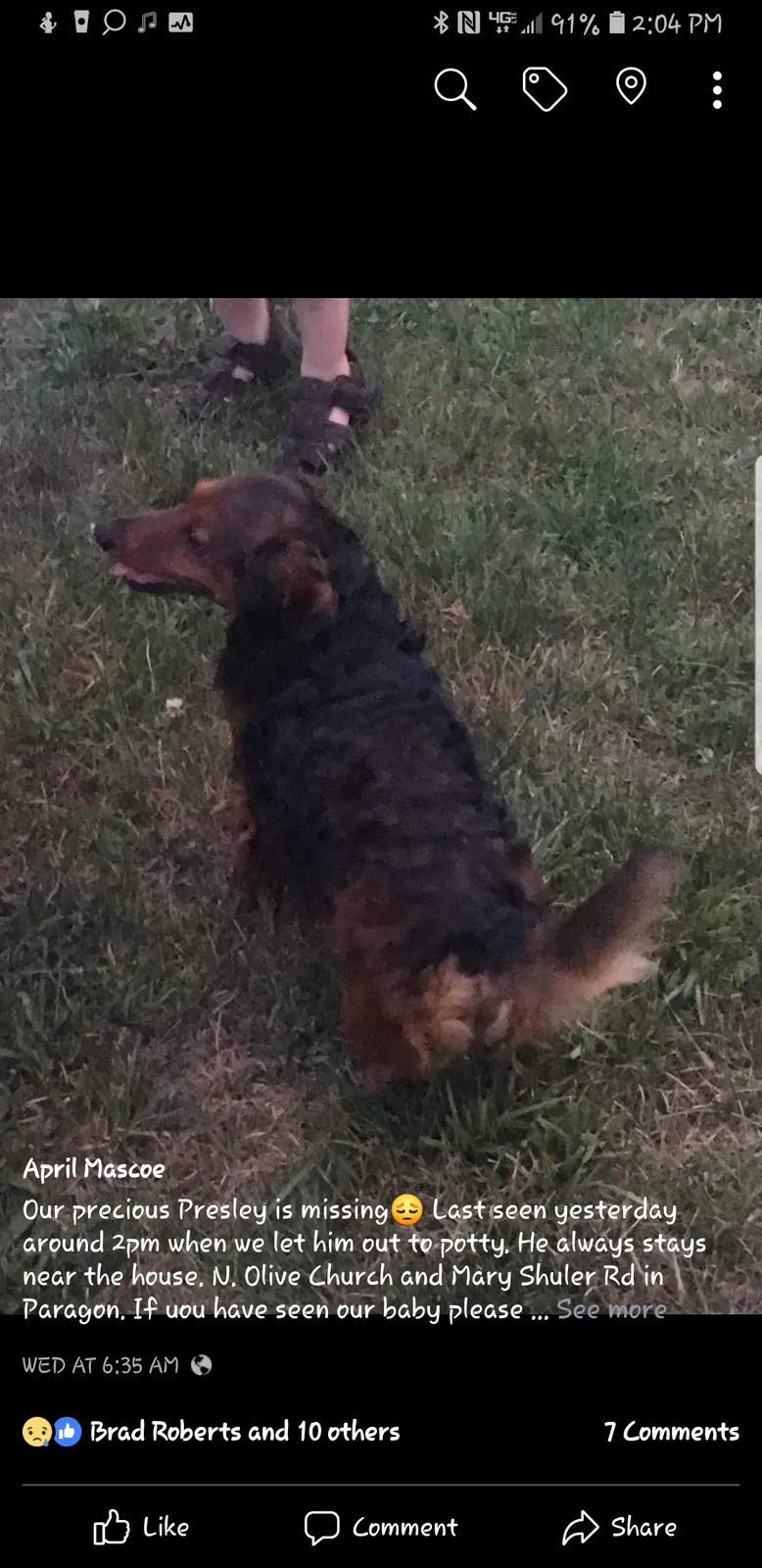 Lost dog in Paragon, IN, 46166