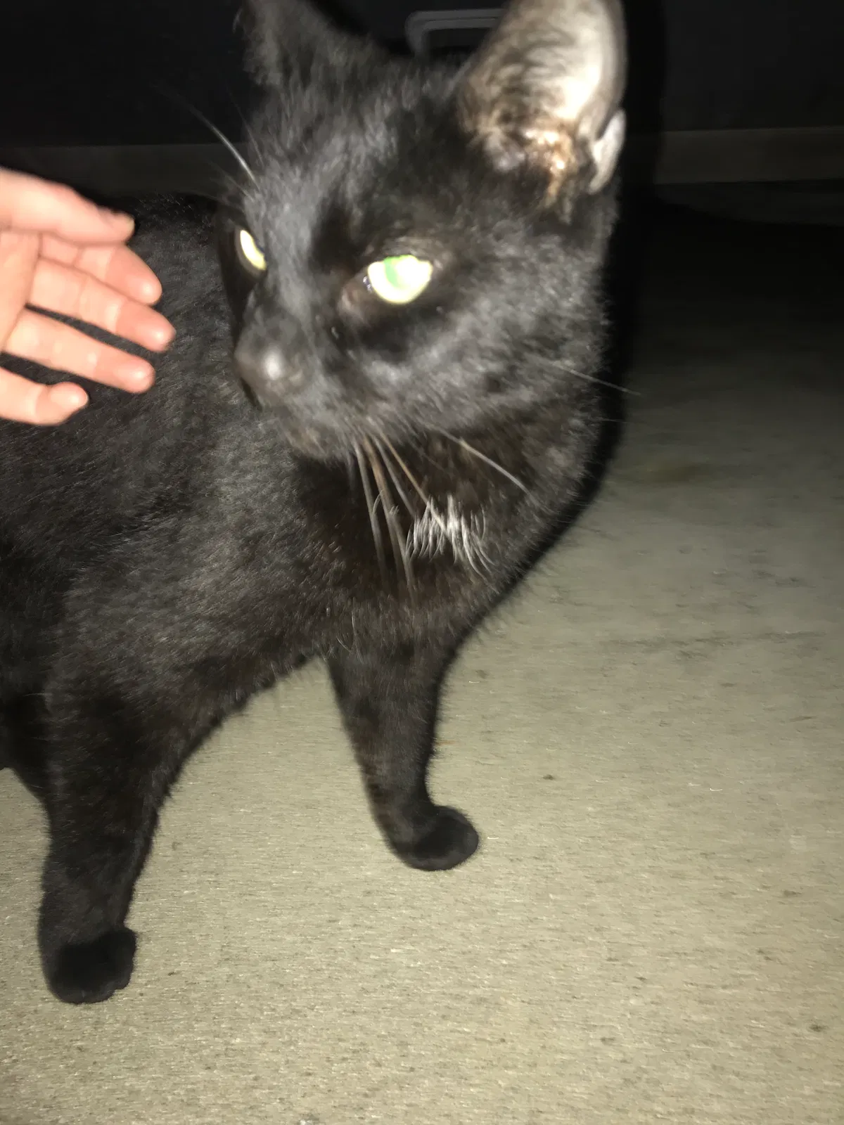 Found cat in Glendora, CA, 91740