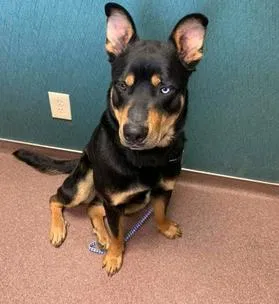 Found dog in Carrollton, TX, 75006