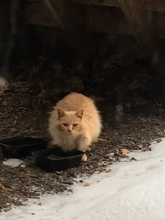 Found cat in Grand Rapids, MI, 49534