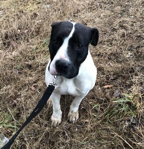 Found dog in Calhoun, GA, 30701