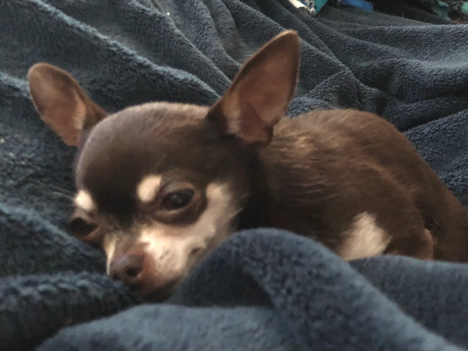 Lost dog in Soledad, CA, 93960