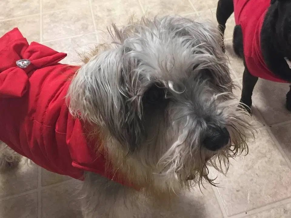 Lost dog in Enola, PA, 17025