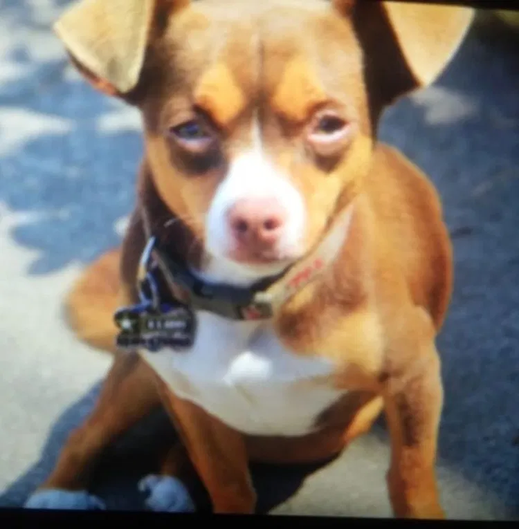 Lost dog in Richmond, CA, 94801