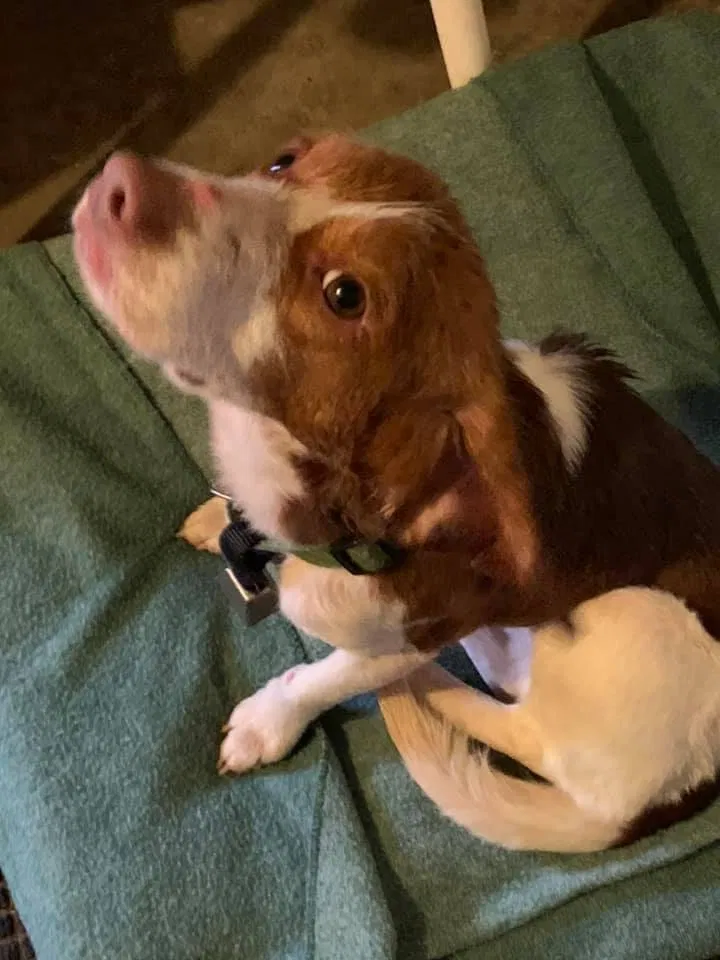 Found dog in Holly Springs, MS, 38635